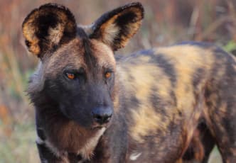 Day trips in Moremi
