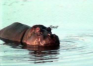 Hippo watching us