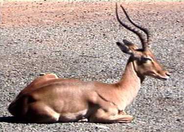 Impala ram on Etosha road