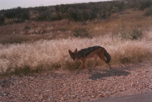 Black-back jackal