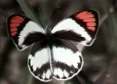 collotis butterfly seen in Namibian Okavango