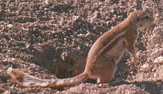 ground squirrel