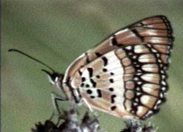 Rare Joker butterfly