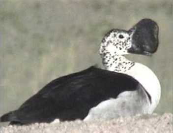 Knob-billed duck. Not often seen in Namibia