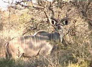 Perfect horns of a big kudu bull