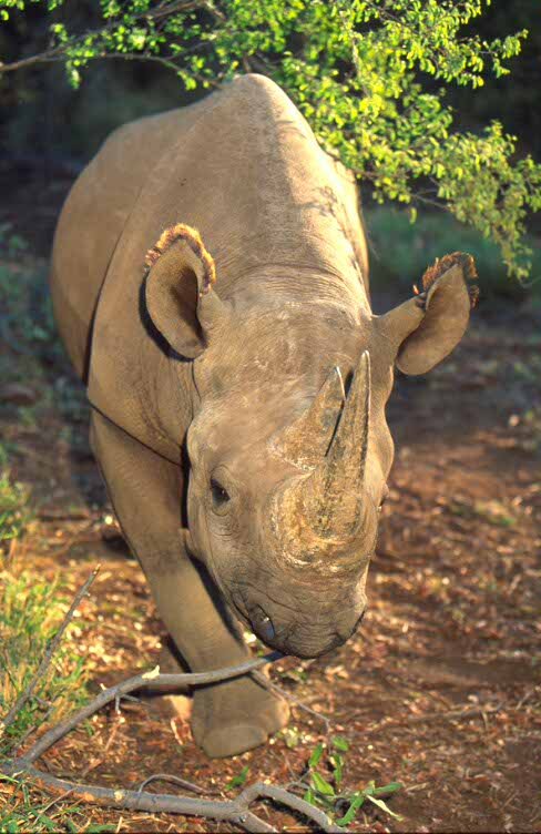 Black rhino
