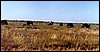 Blue wildebeest in grass plains of Odoni, Etosha, Namibia