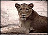 Beautiful lioness found in the Etosha Park, Namibia