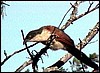 Burchells coucal seen in Mahangu Game Reserve, Namibia