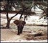 Desert elephant in Ugab River of Namibia