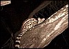 Small spotted genet visit our Caprivi camp at night.