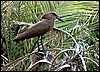 Hamerkop