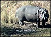 Hippo