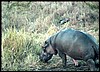 Hippo grazing