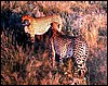 Otjitotongwe Cheetahs, Namibia