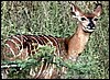 Nyala ewe in Mahangu Game Reserve, Namibia