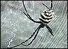 Orb weaver spider from Caprivi region, Namibia