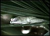 Sleeping frog