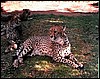 cheetah at Otjitotongwe in Namibia