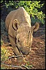 Black Rhino in Nambia