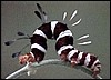 striking caterpillar