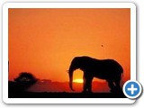 Elephants at sunset in the Chobe National Park