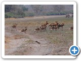 African Wild Dogs with pups in the Mahangu Game Reserve, Namibia
