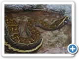 African Python found at Wateberg in Namibia