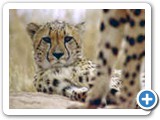 Cheetah