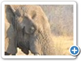 Elephant face