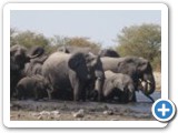 Elephants of Chobe