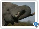 Elephant bull
