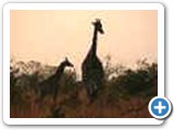 Giraffes sunsets