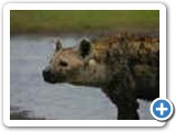 Old hyena