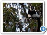Lemur at the Kango Wildlife Ranch in Oudtshoorn, South Africa