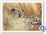 Leopard in the grass, Etosha Park