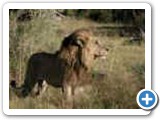 Male lion