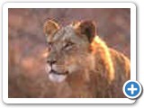 lioness hunting