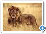 Old lion male