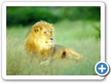 Lions of Botswana