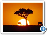 Wildlife sunsets