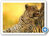Moremi leopard