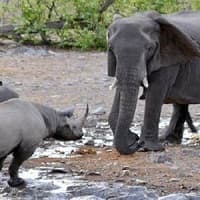 Affordable private safaris in Namibia