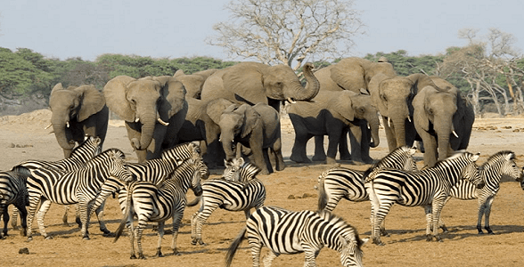 Spectacular wildlife viewing safaris in the African winter months.